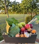 Skrzynka Seniora - obrazek 2