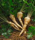 Pietruszka (niemyta) - 5kg - obrazek 2