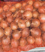 Cebula Biała - obrazek 3