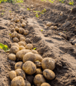 Ziemniaki Gala - workowane - obrazek 3